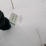 Animal Track Identification